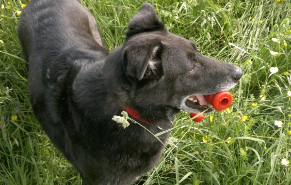 med_Luis.jpg (600 x 382)